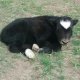 Unnamed 2017 Bull Calf